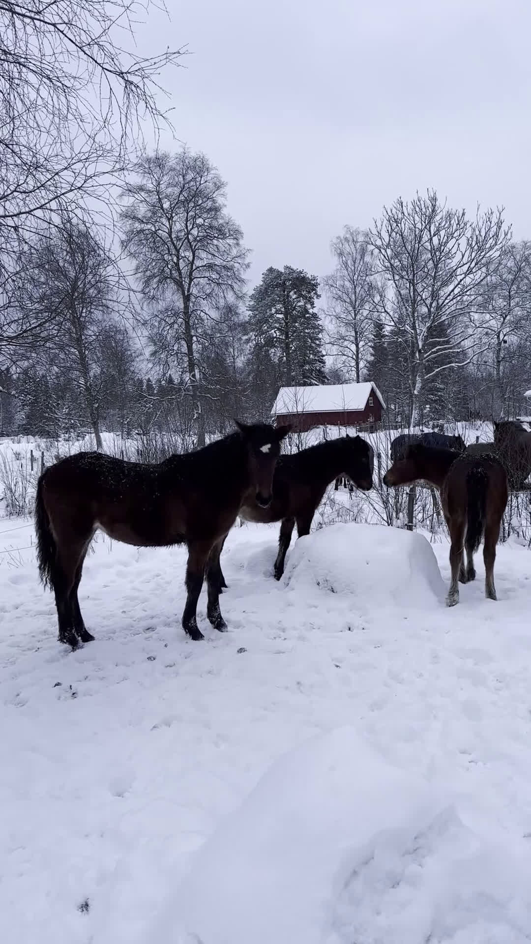 Övrigt hästar till salu: Ungsto, korsning PRE och kallblodstravare - Video 1