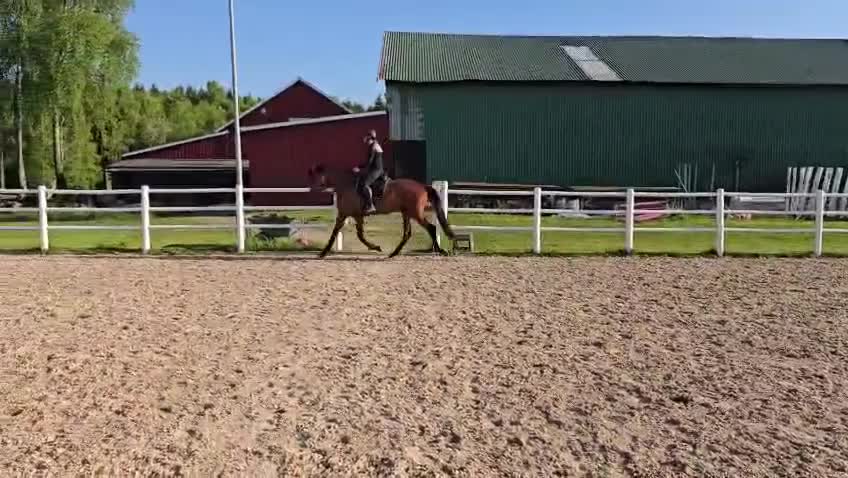 Dressyr hästar till salu: Treårssto för framtiden  - Video 1