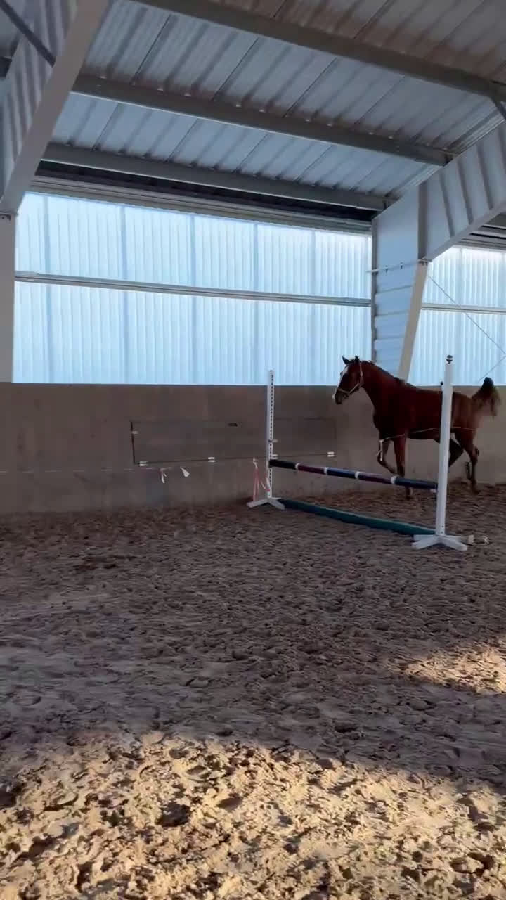 Hoppning hästar till salu: Arezzo VDL - Indoctro - Mr Blue - Video 4