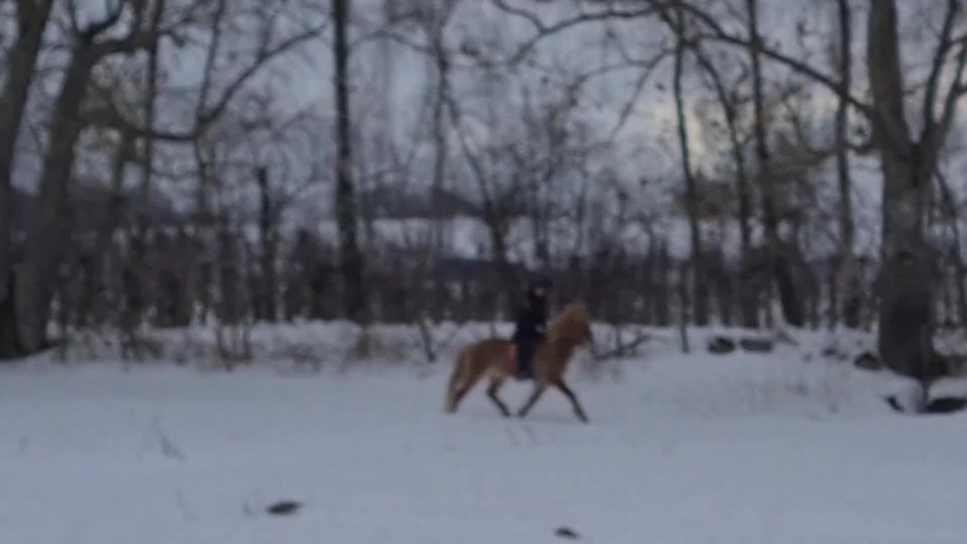 Island hästar till salu: Rödblack stor valack - Video 1