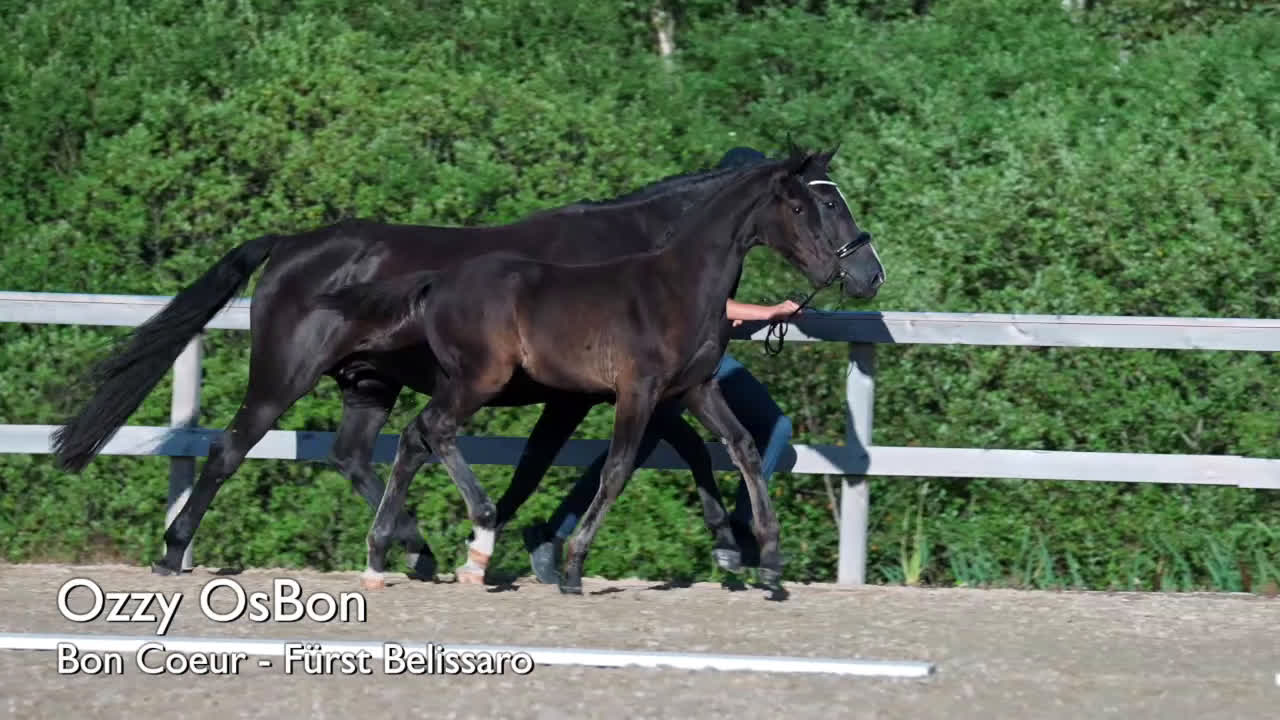 Dressyr hästar till salu: Svart Hingst Föl efter Bon Couer/Fürst Belissaro i Strömstad - Video 1