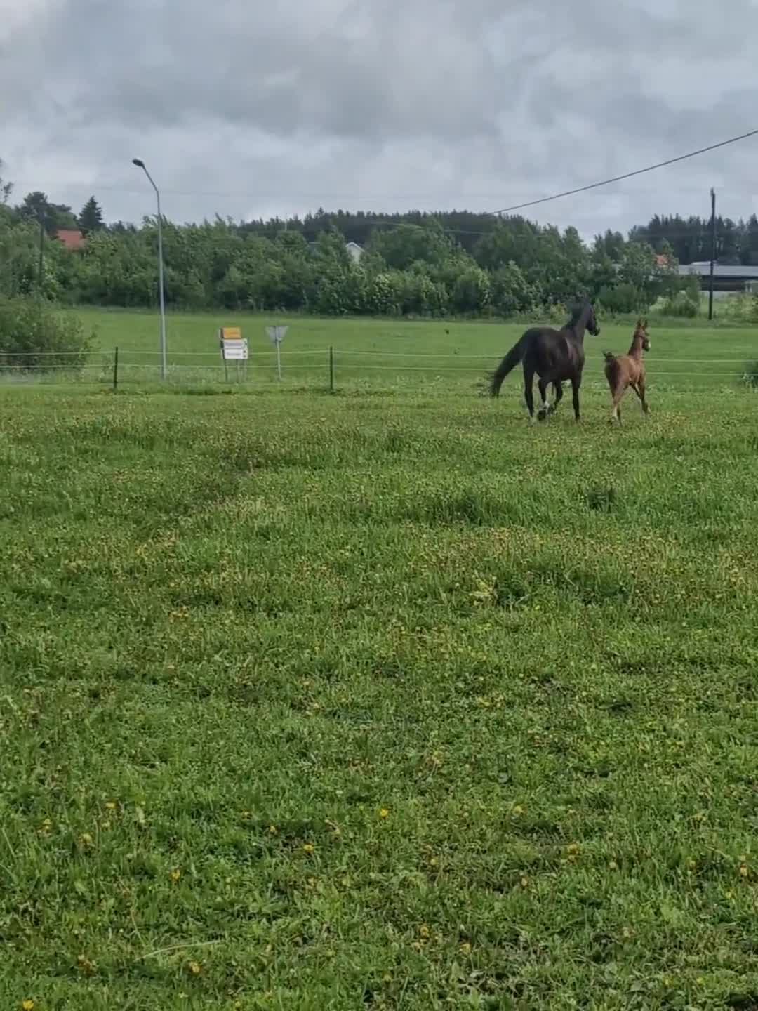 Dressyr hästar till salu: Årsföl e. King Olymbrio  - Video 1