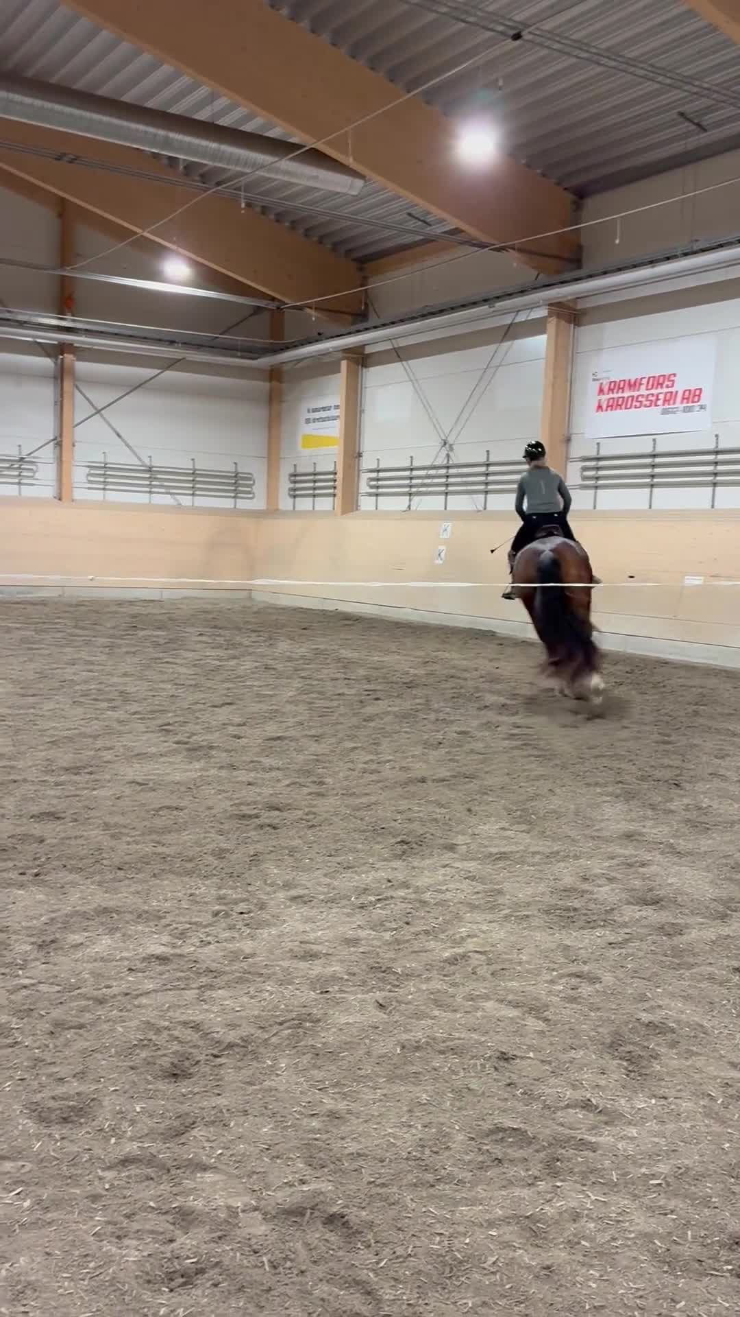 Dressyr hästar till salu: Fin unghäst i Noraström - Video 1