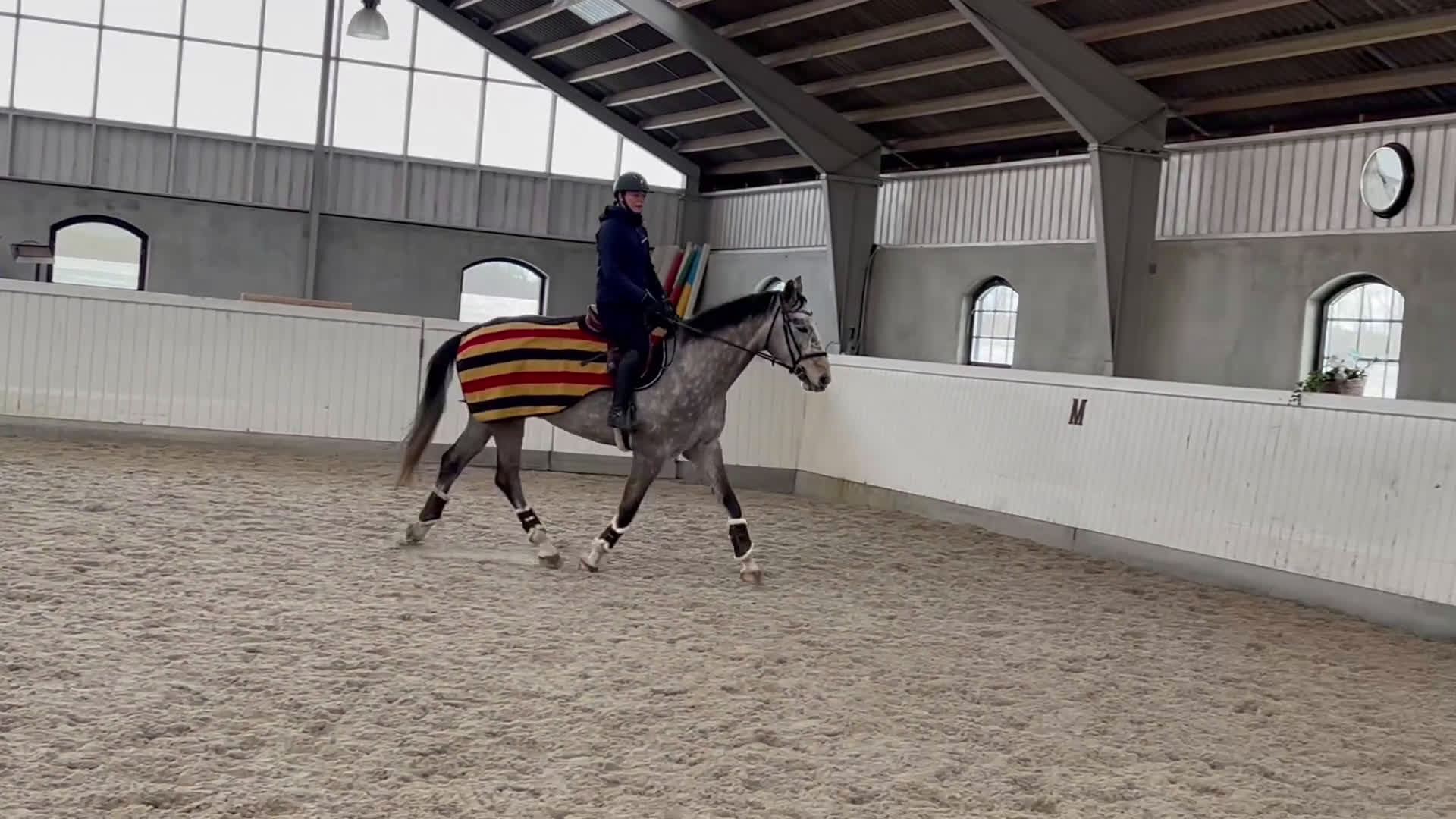 Allround hästar till salu: SWB valack - Video 3