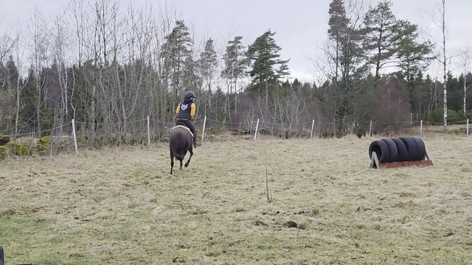 Dressyr hästar till salu: Ljuvligt sto  - Video 1