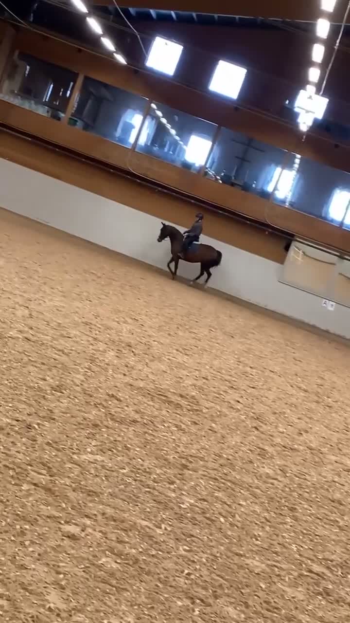 Allround hästar till salu: Fantastisk kompis - Video 1