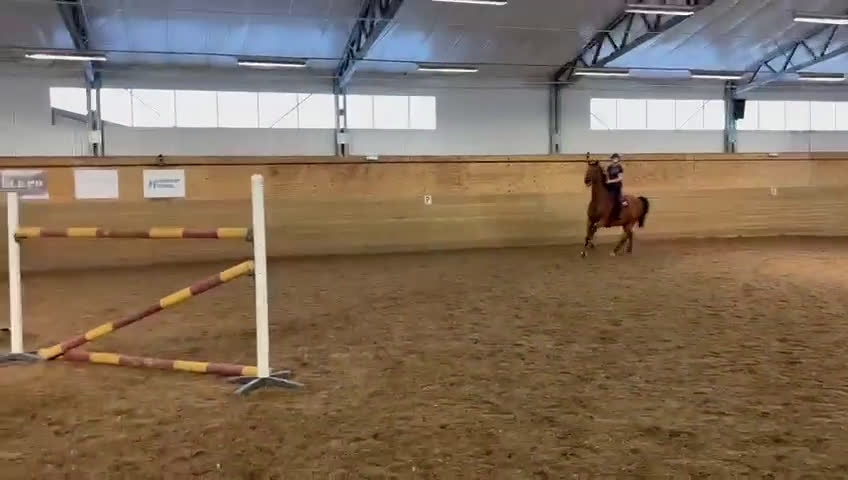 Hoppning hästar till salu: Ett kraftpaket med stor potential - Video 4