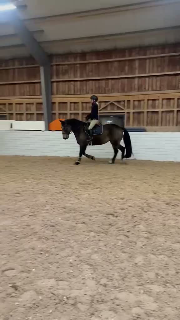 Allround hästar till salu: Trevligt irländskt sto söker sin nästa partner - Video 1