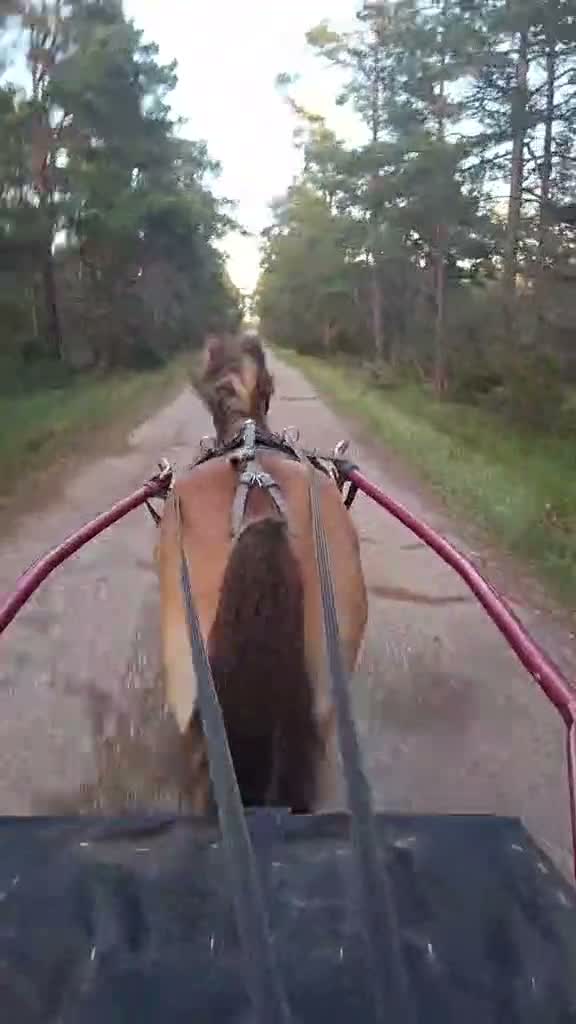Trav hästar till salu: Startklar trevlig ponnytravare e. Kumlaby Modul i Hemse - Video 3