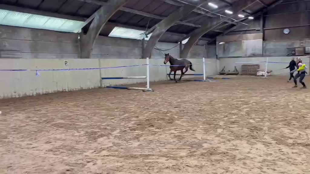 Hoppning hästar till salu: Toppavkomma säljes till tävlingsrytttare! - Video 3