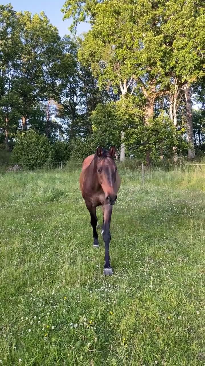 Allround hästar till salu: Världens finaste kille - Video 1