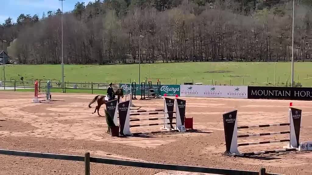 Hoppning hästar till salu: Hopphäst med mycket scope! - Video 1