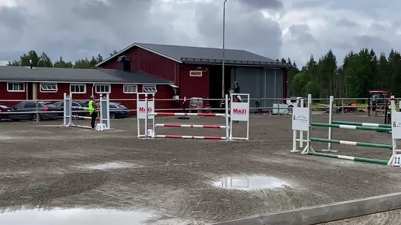 Hoppning hästar till salu: Guldponnyn - Video 5
