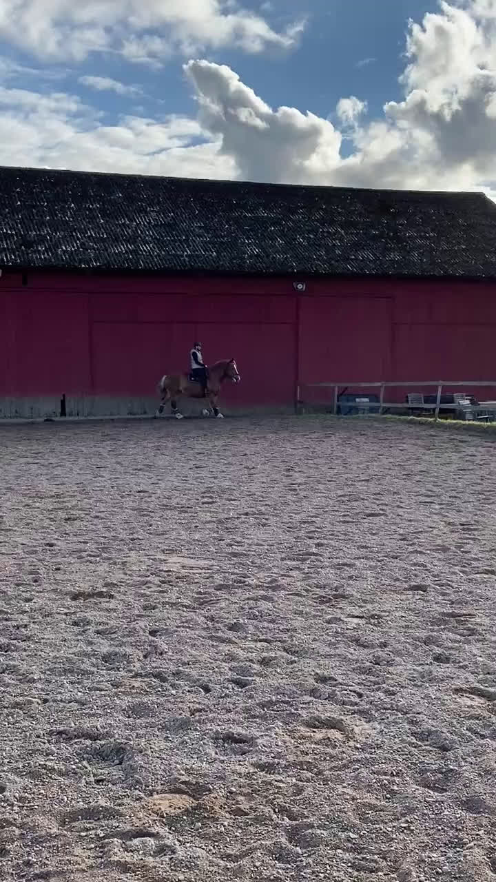 Allround hästar till salu: Allsidigt ardennersto - Sänkt pris i Alunda - Video 4