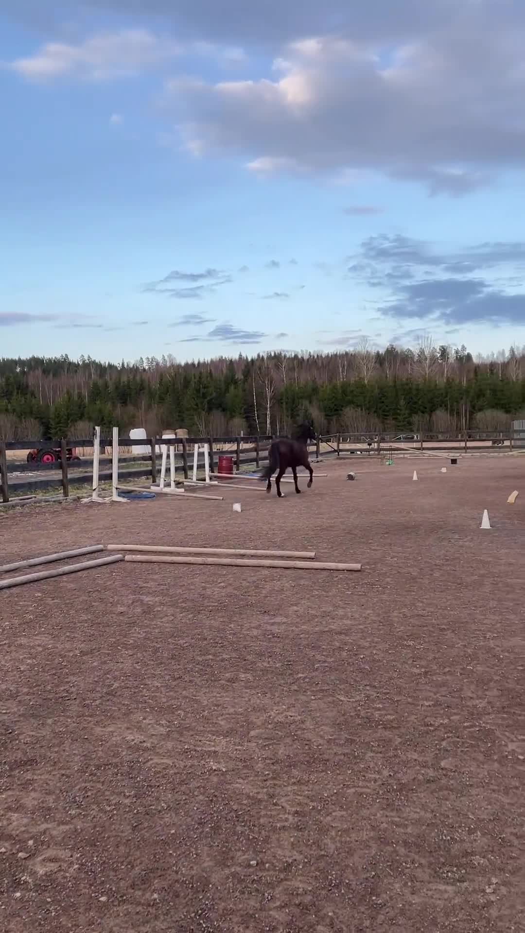 Allround hästar till salu: Ett sto för framtiden ⭐️ - Video 1