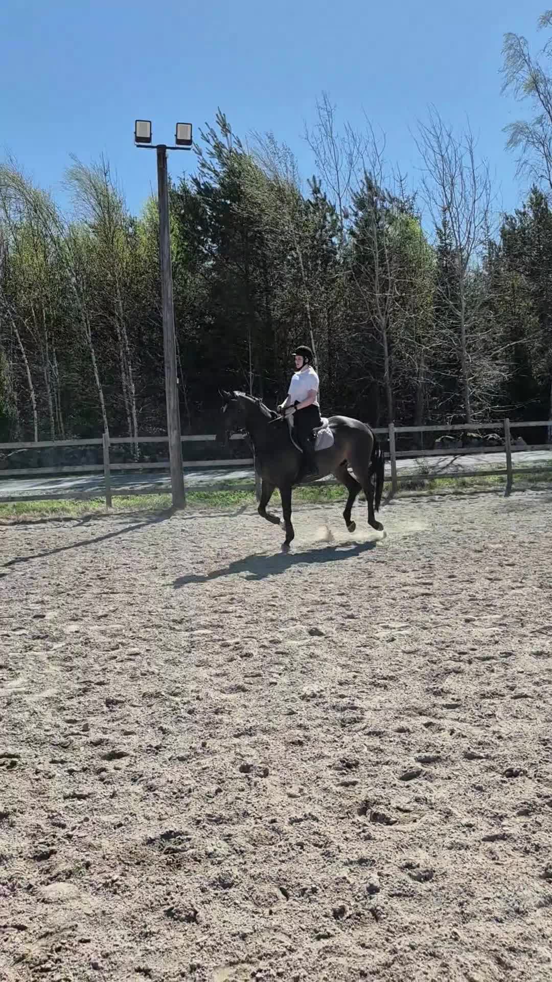 Allround hästar till salu: Underbar fullblodsvalack - Video 1