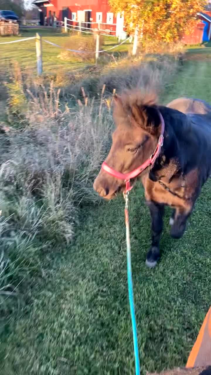 Allround hästar sökes: Söker varmblod  - Video 1