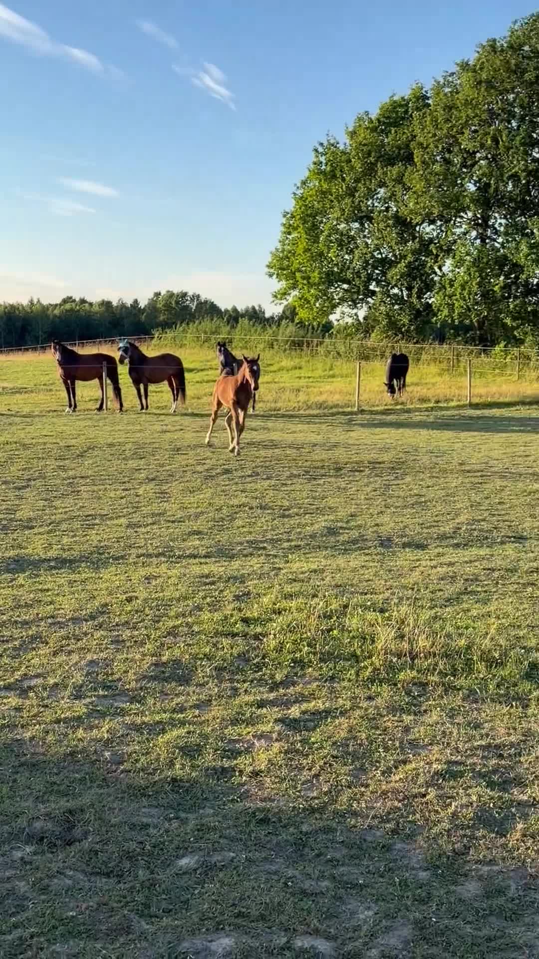 Hoppning hästar till salu: En lovade framtidsstjärna!✨🤩 - Video 1