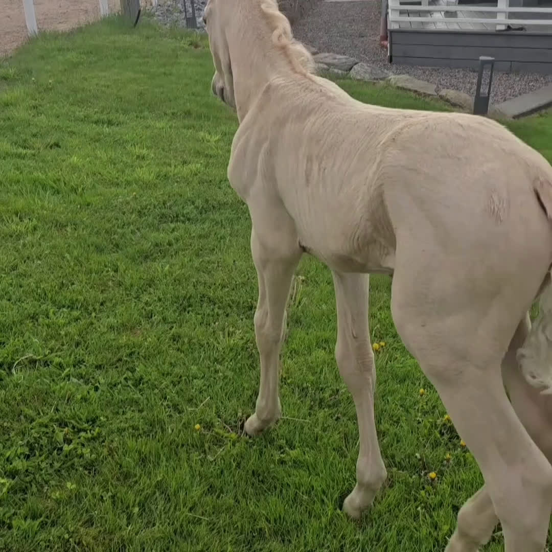 Dressyr hästar till salu:  PRE kille för den kräsna 💙 Palomino. Passa på i Veddige - Video 2