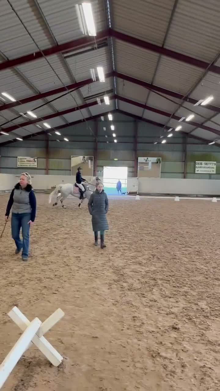 Hoppning hästar till salu: Genomsnäll ponny med kapacitet! - Video 1