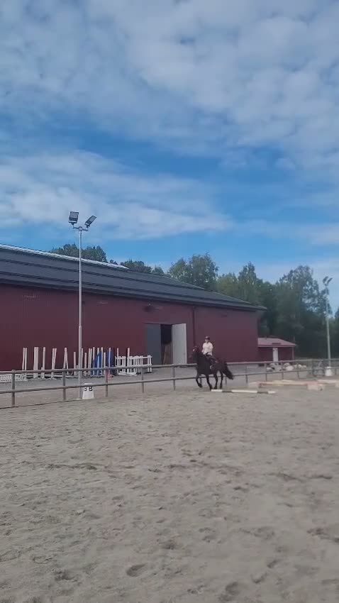 Allround hästar till salu: Social och fartfylld ung dam - Video 3