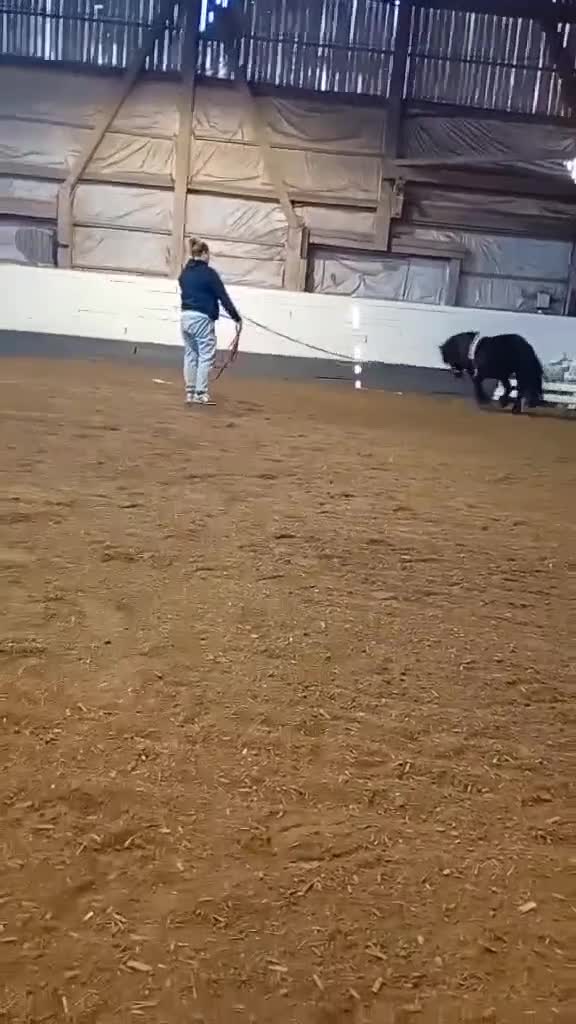  avel finnes: Stenbys Cajsa för avel i Ljungsbro - Video 1