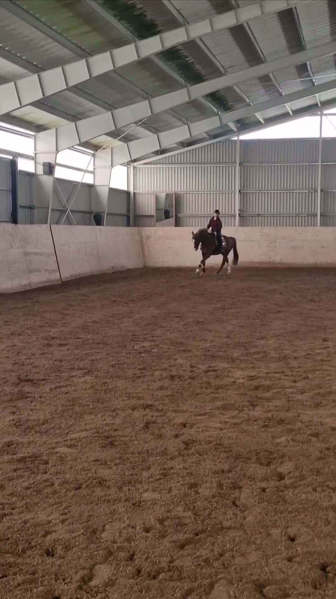 Allround hästar till salu: 🌟 Snäll valack 7 år 🌟 - Video 3