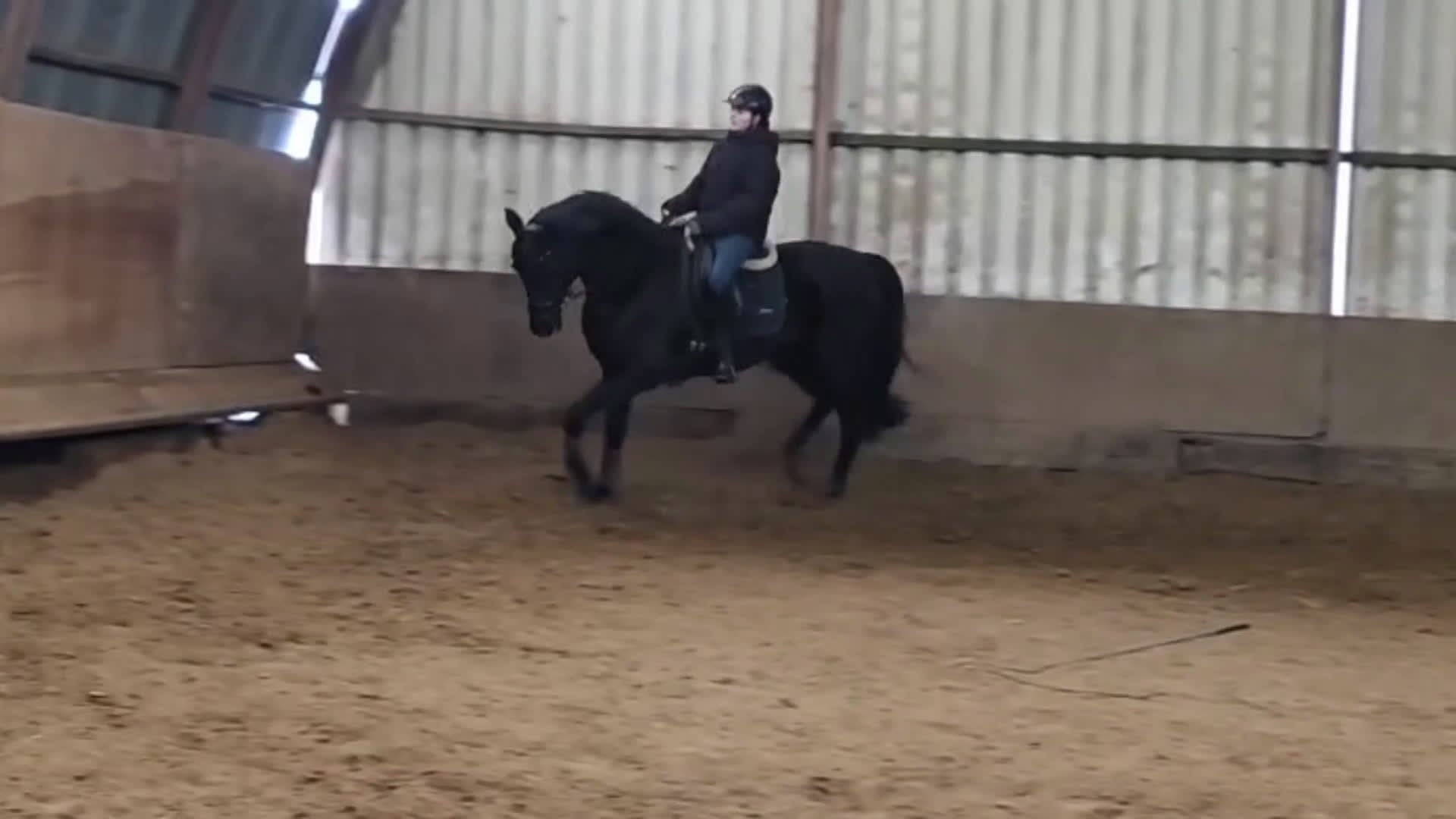 Allround hästar till salu: Trevlig valack - Video 4