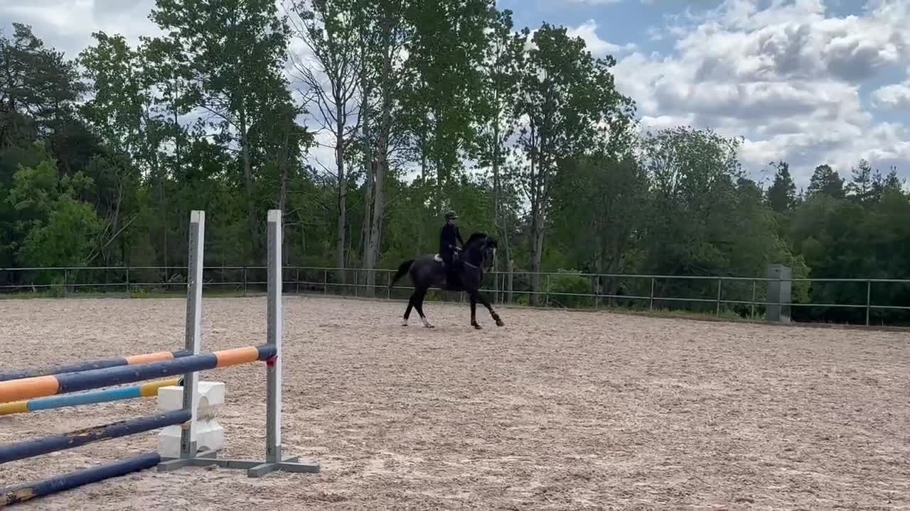 Allround hästar till salu: Trevlig 4-åring med allroundpotential - Video 3