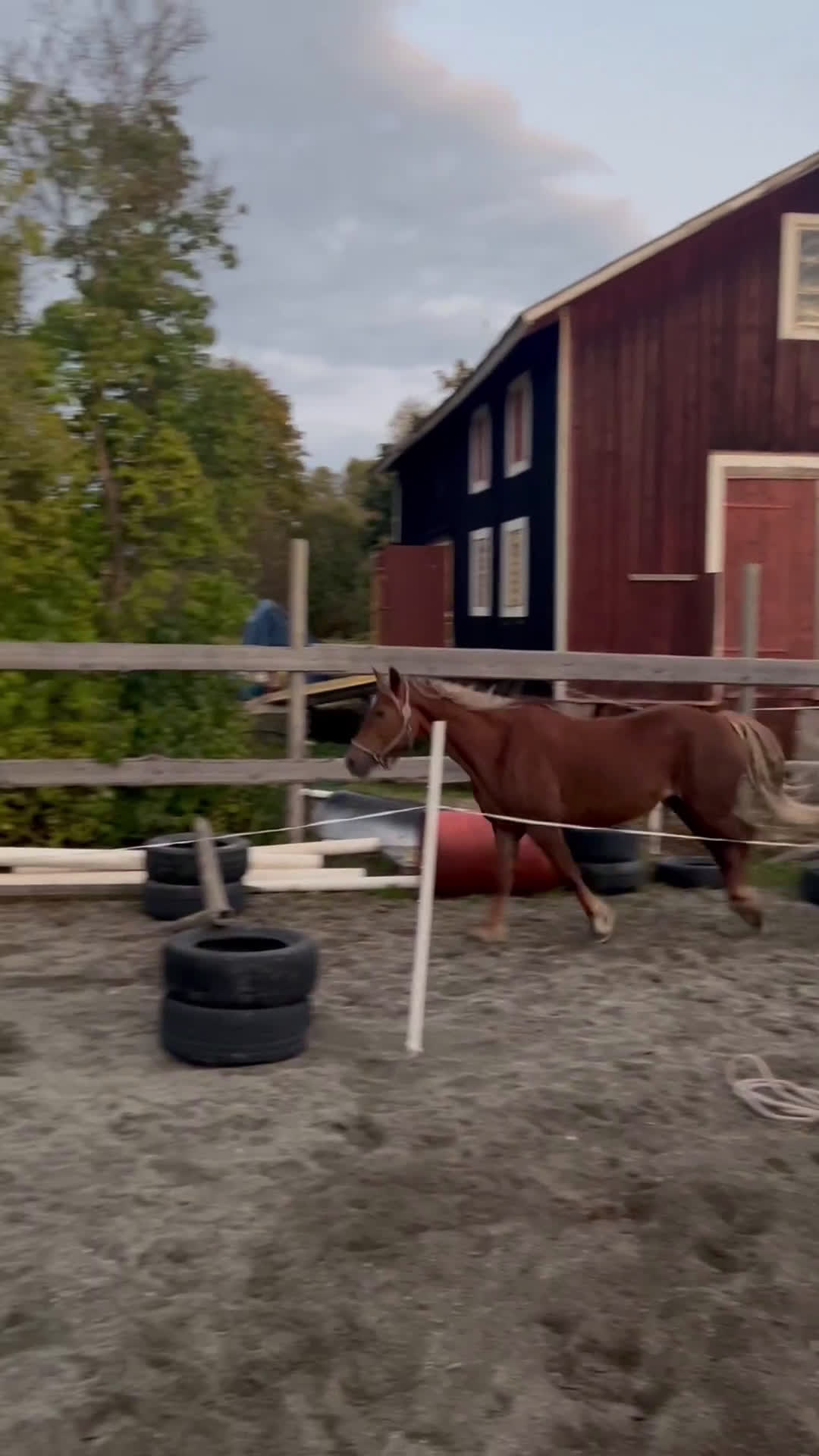 Allround hästar till salu: supertrevligt svenskfött welch cob sto i Söderala - Video 2