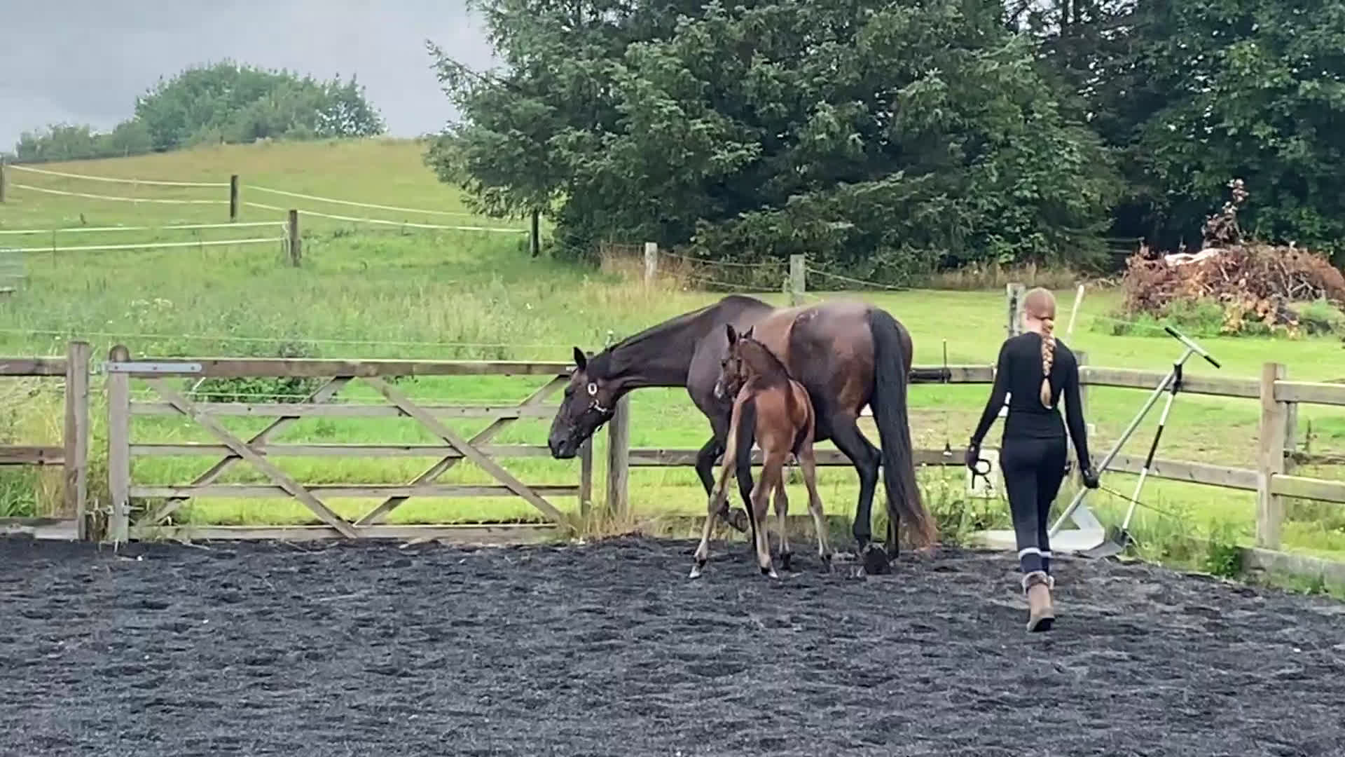 Dressyr hästar till salu: Fantastisk føl  - Video 1