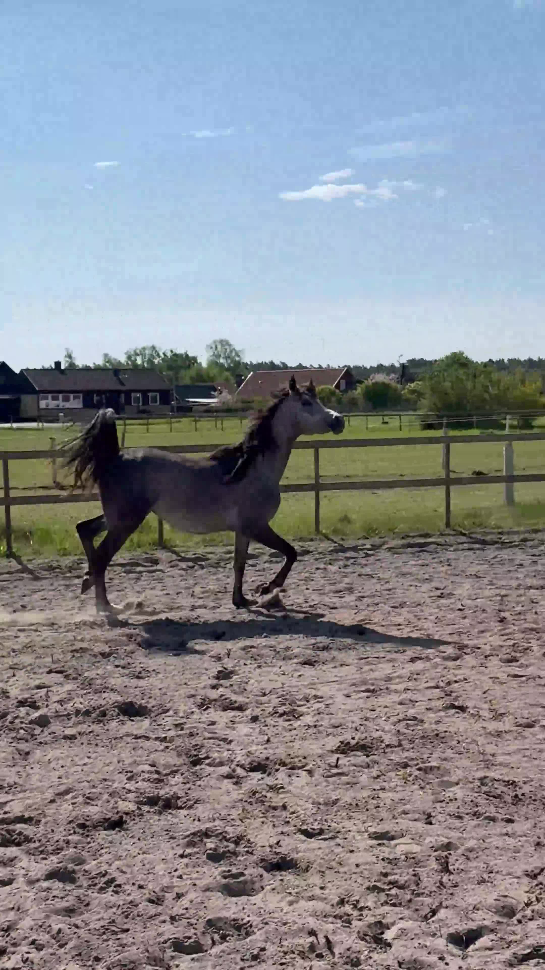 Övrigt hästar till salu: Arabhingst med Topstam från känt stuteri i Belgien - Video 1