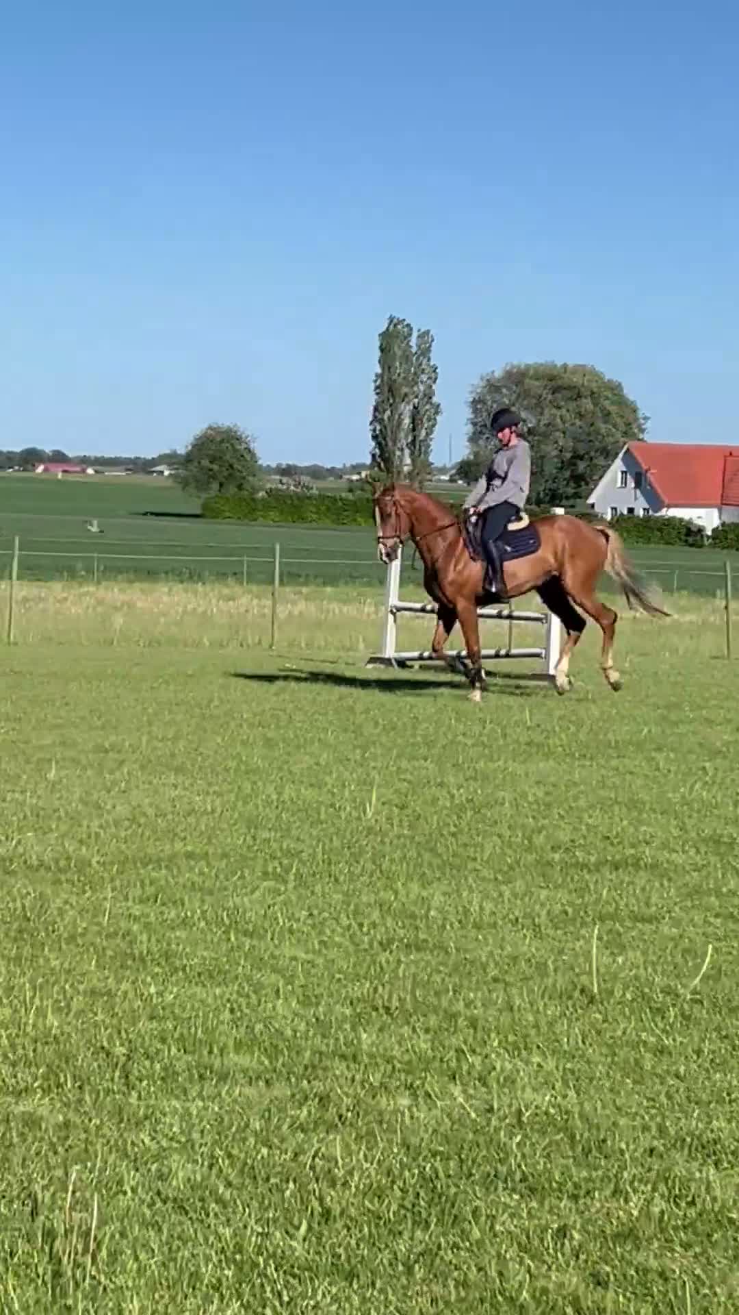 Hoppning hästar till salu: Mycket trevlig valack  - Video 4