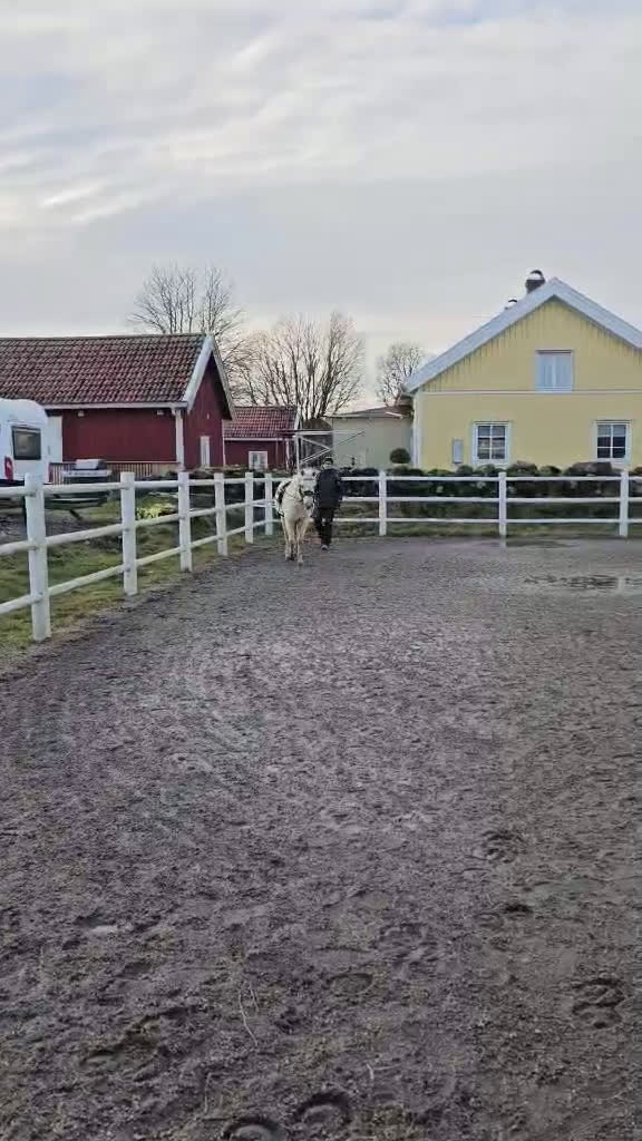 Allround hästar till salu: Trevlig ungponny i Vårgårda - Video 2