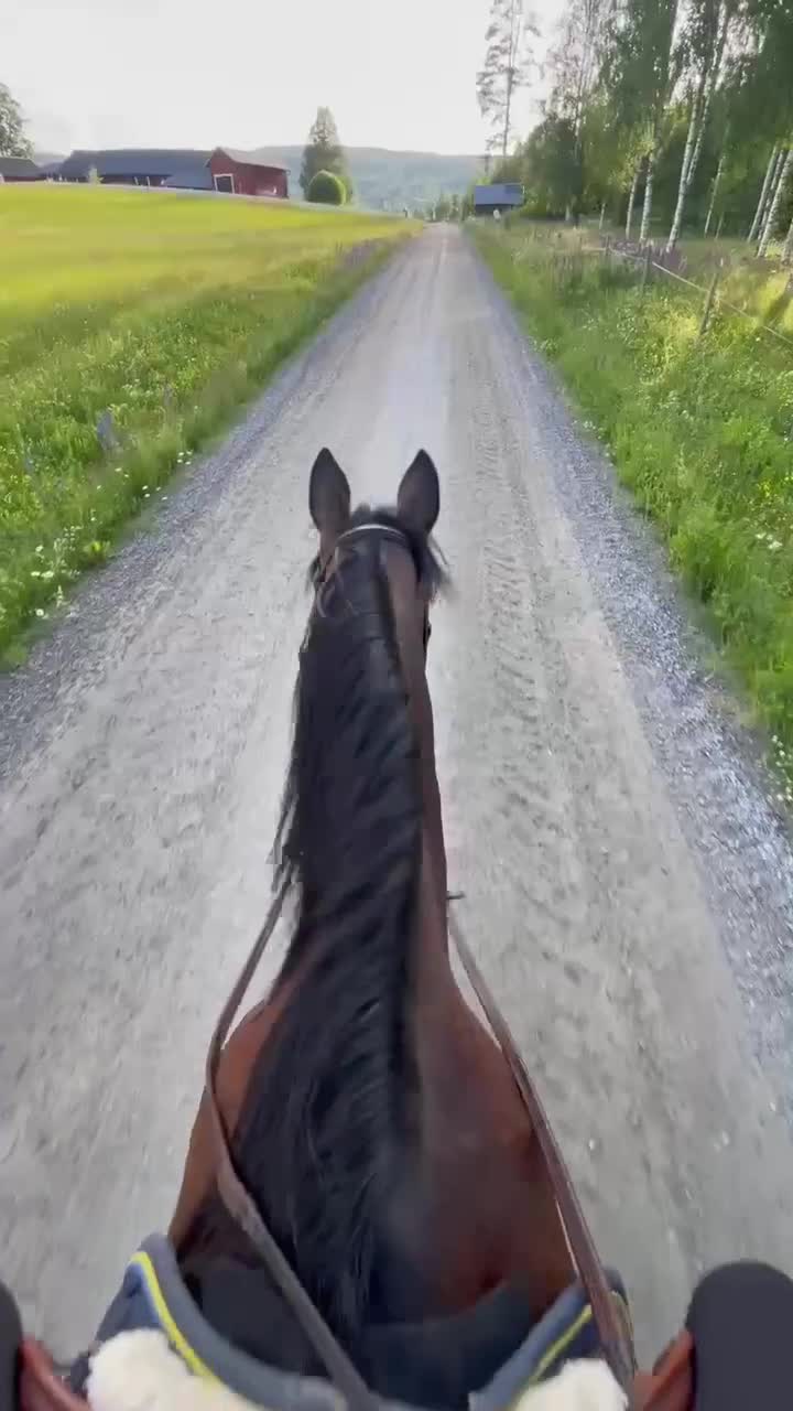 Allround hästar till salu: Ridtravare säljes/foder i Koppom - Video 3
