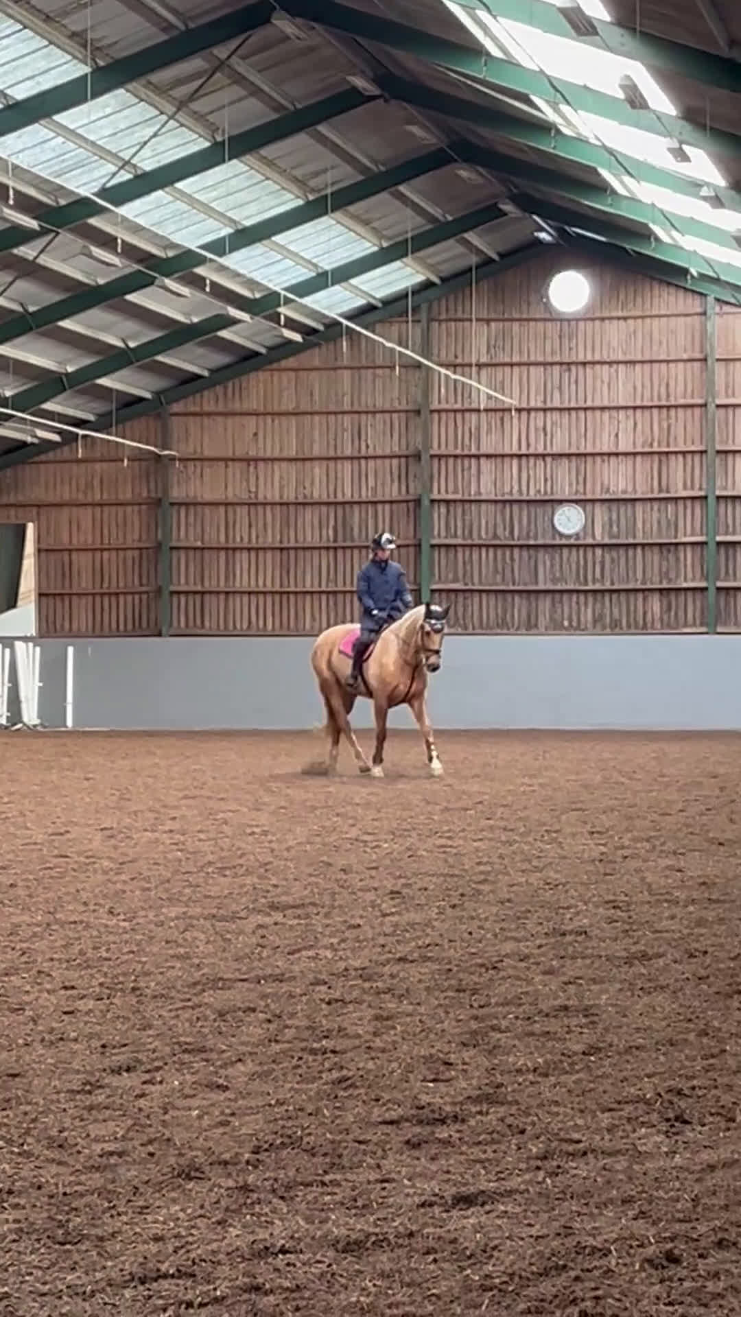 Avelshästar hästar till salu: Isabellfärgad avelssto hoppning - Video 3