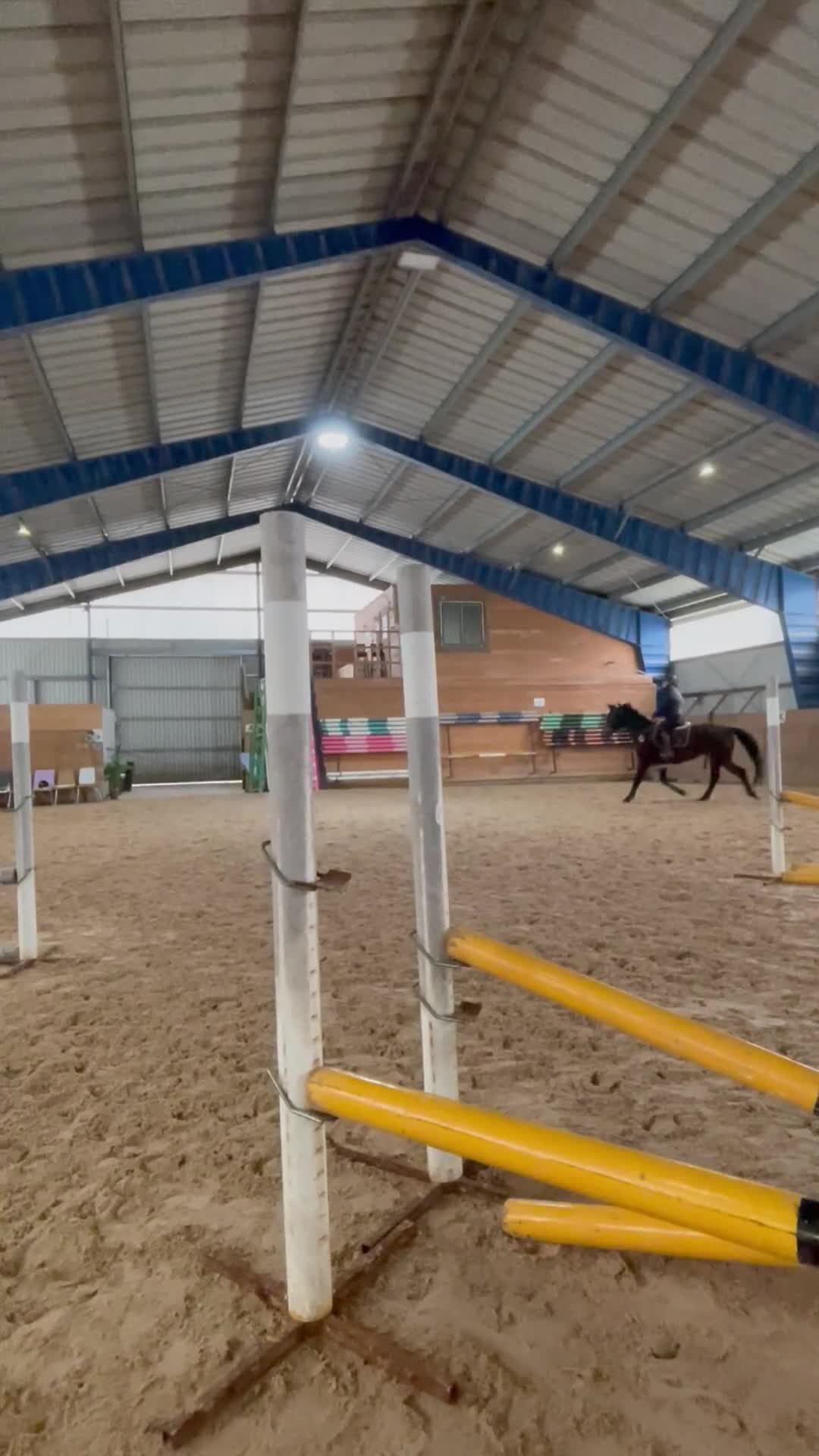 Hoppning hästar till salu: Okomplicerat snällt sto  - Video 2