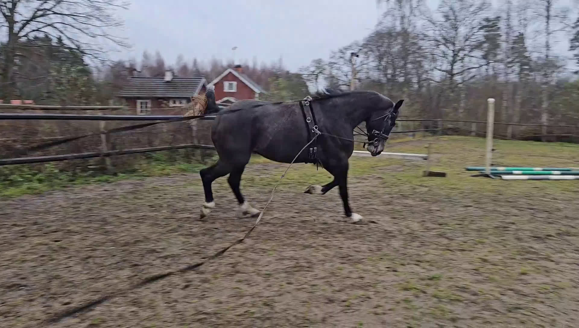 Dressyr hästar till salu: Välstammad unghäst i Odensbacken - Video 1