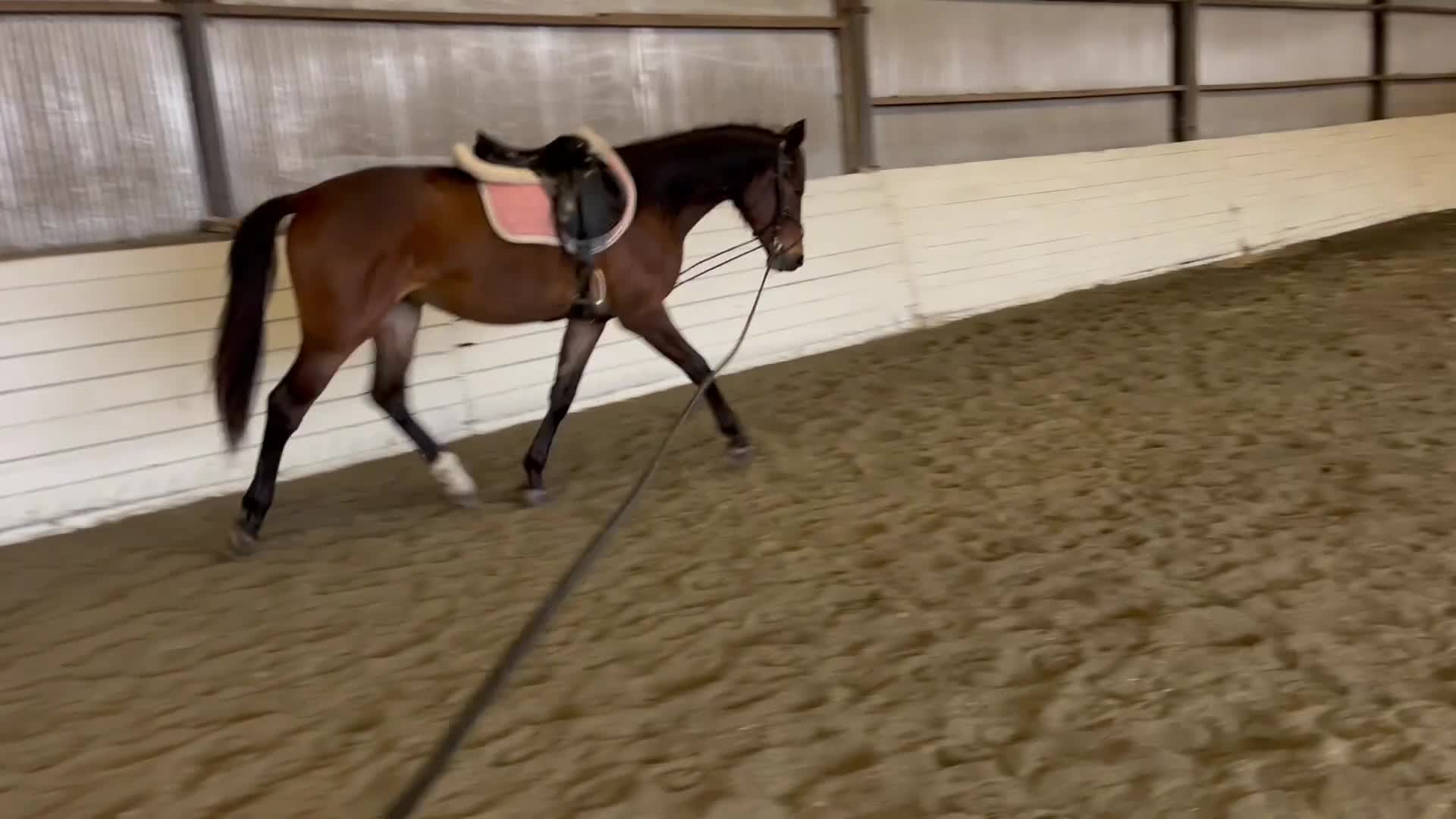 Hoppning hästar till salu: Ädelt sto född -24 - Video 1