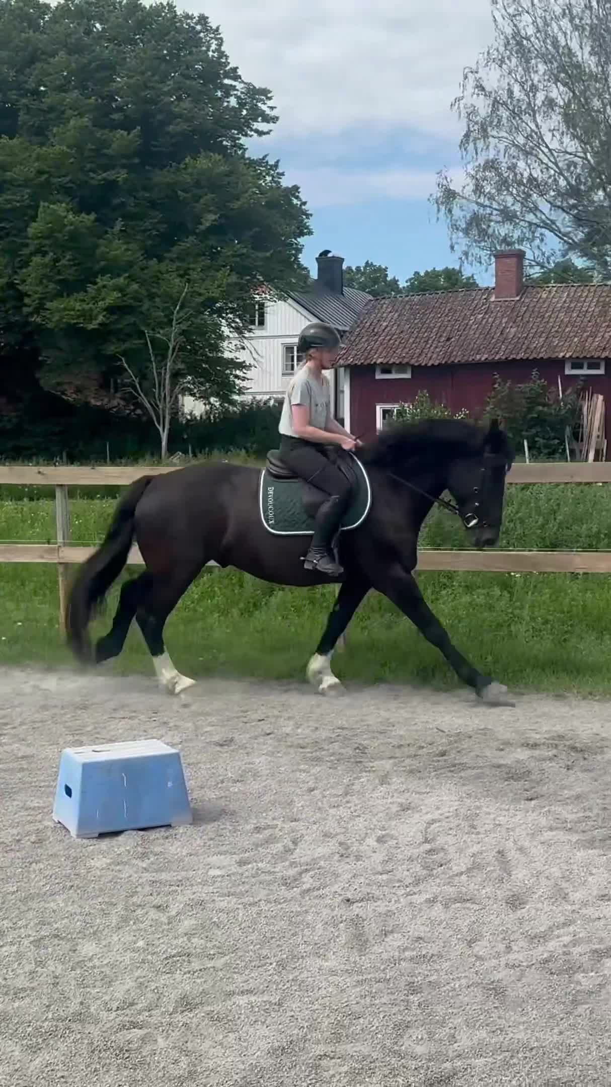 Allround hästar till salu: Snäll & okomplicerad bästa vän  - Video 4