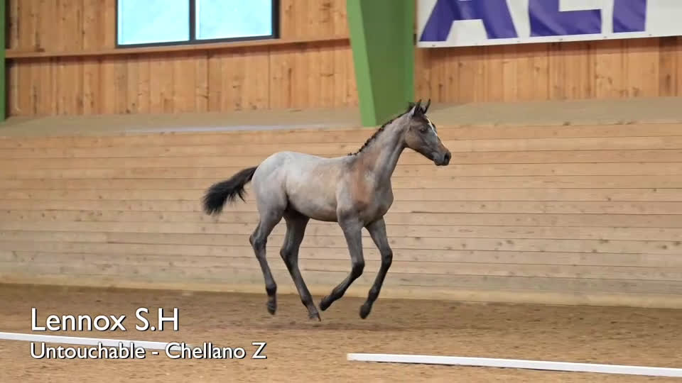 Hoppning hästar till salu: Hingstföl e: Untouchable från starkt möderne i Eskilstuna - Video 1