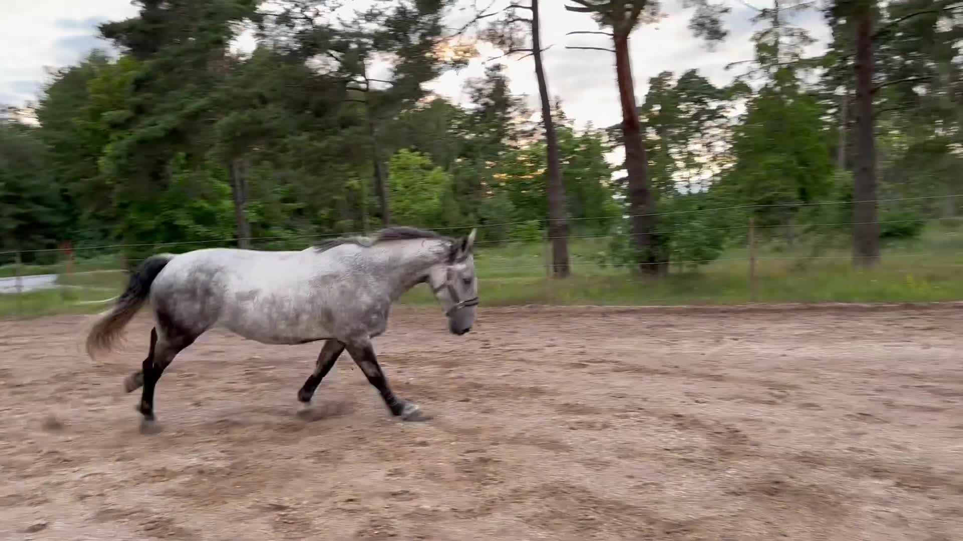 Allround hästar till salu: Jumbo söker nytt hem - Video 5