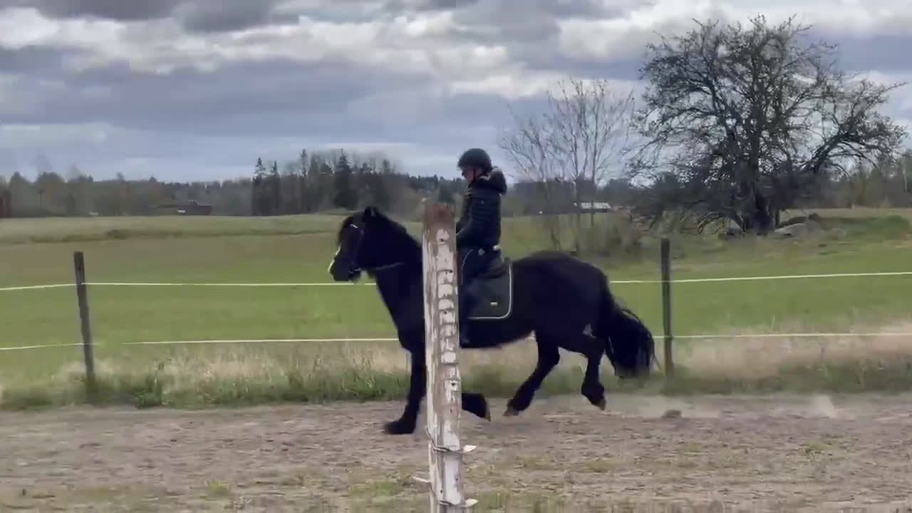 Allround hästar till salu: Snygg Valack i Fjärdhundra - Video 2