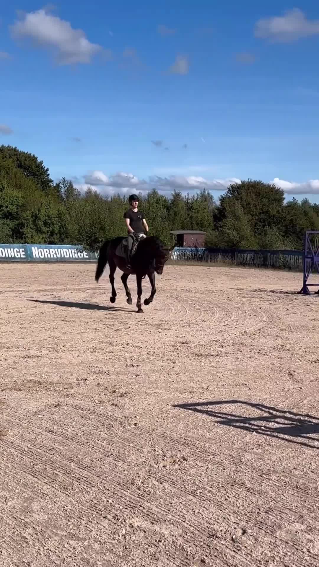 Allround hästar till salu: Avel/skogen/hoppning - Video 5