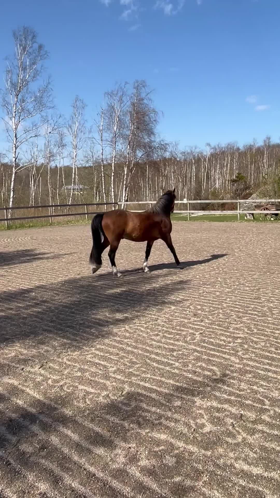 Allround hästar till salu: Mor och dotter ponny - Video 1