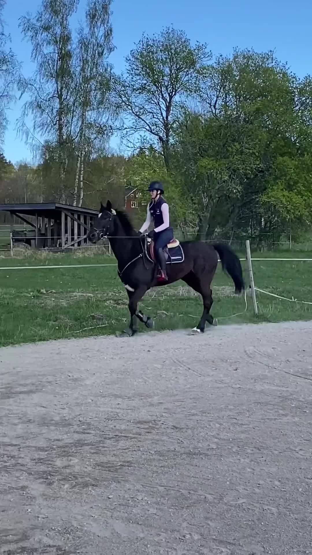 Allround hästar till salu: Perfekt hobby eller sällskapshäst 🌸 - Video 1