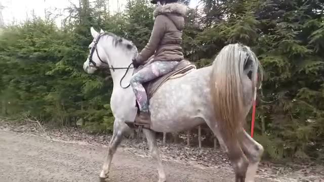 Allround hästar till salu: Snyggaste valacken - Video 2