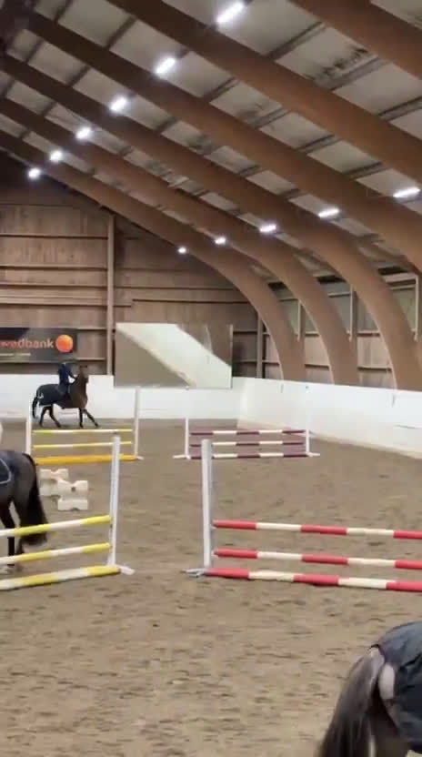 Allround hästar till salu: Charmig SWB-valack - Video 1