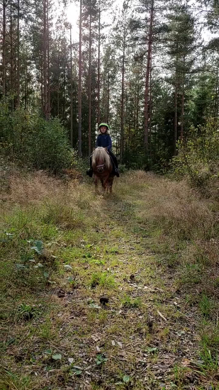 Allround hästar till salu: Söt och trygg shettis  - Video 1