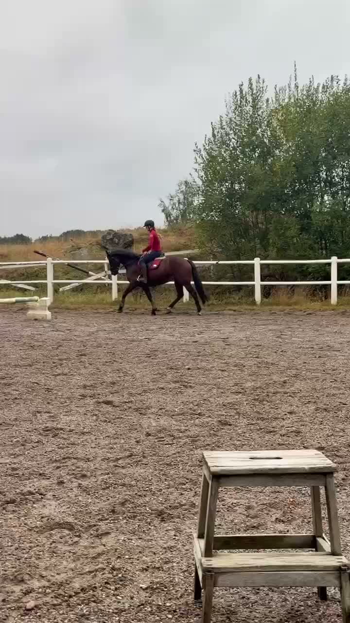 Hoppning hästar till salu: Fin ponny med kapacitet  - Video 4